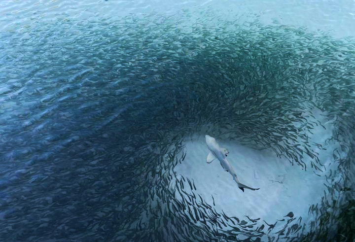 Blacktip Reef Shark Study